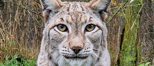 Das Bild zeigt einen Luchs