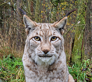Das Bild zeigt einen Luchs